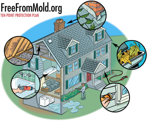 Free From Mold